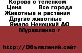 Корова с теленком › Цена ­ 69 - Все города Животные и растения » Другие животные   . Ямало-Ненецкий АО,Муравленко г.